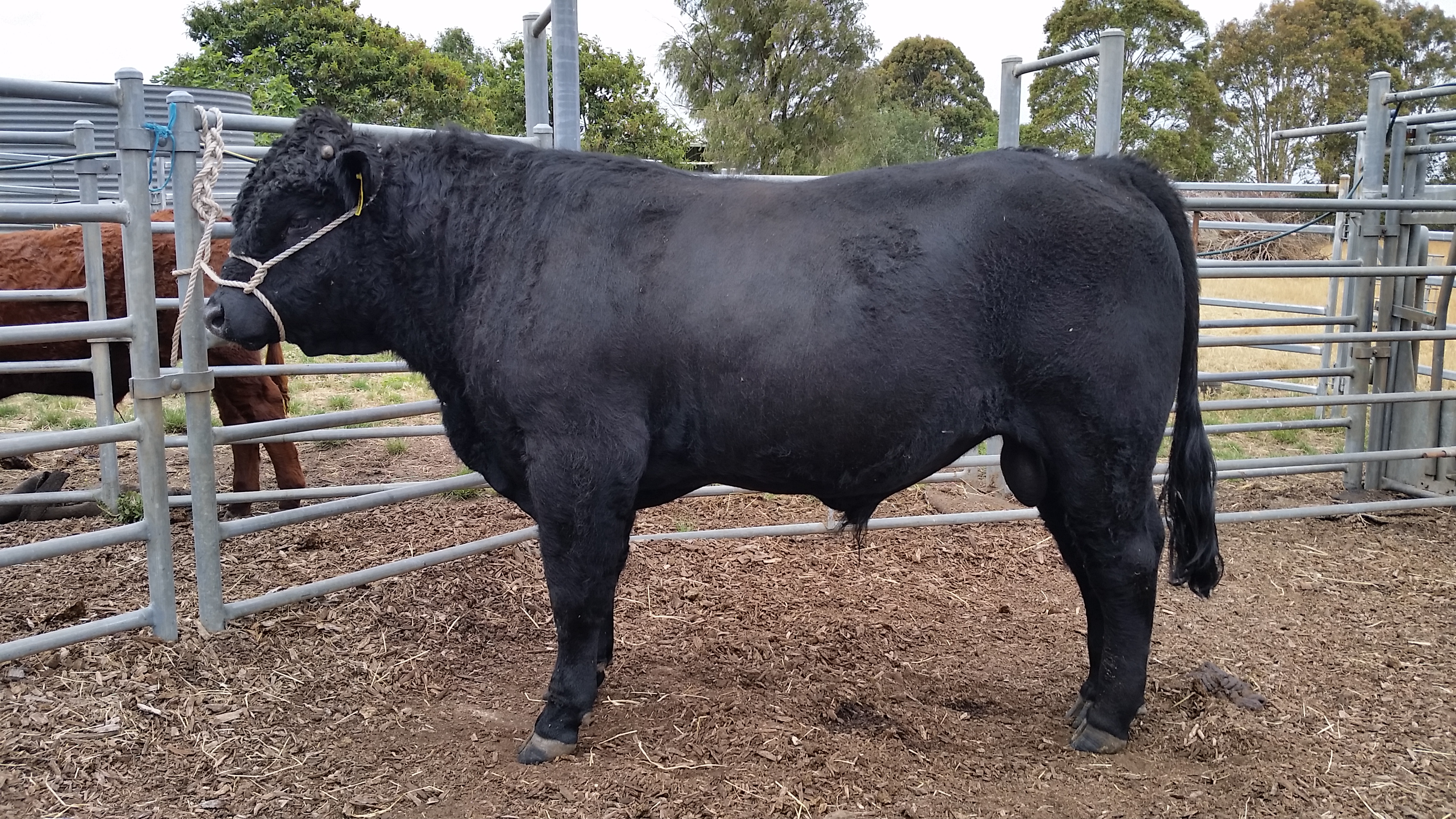 Salers Australia2020 bulls for sale - Salers Australia